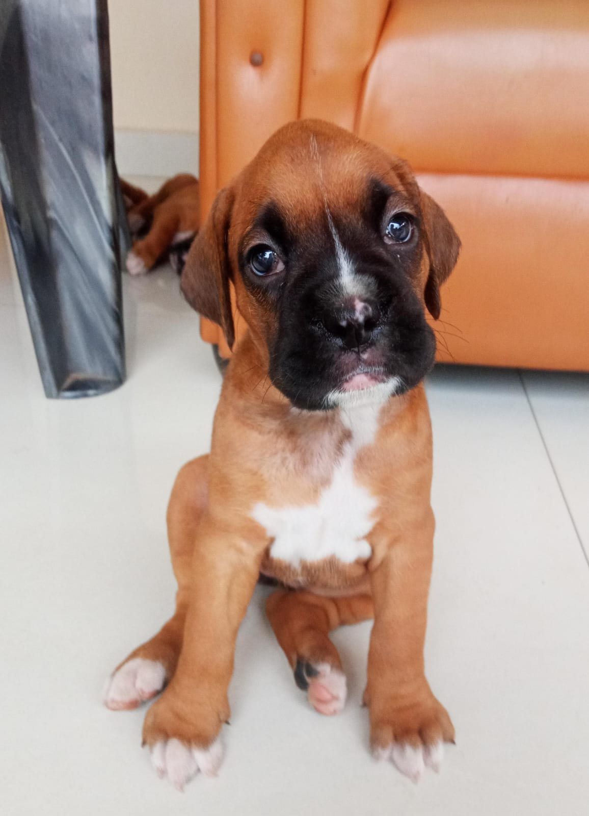 Boxer puppies for sale In Pune